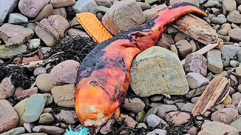 ForPost - Новости : Таинственную рыбу вынесло на берег 
