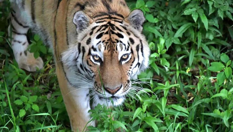 ForPost - Новости : А был ли тигр? В Крыму прокомментировали поиски опасного дикого зверя