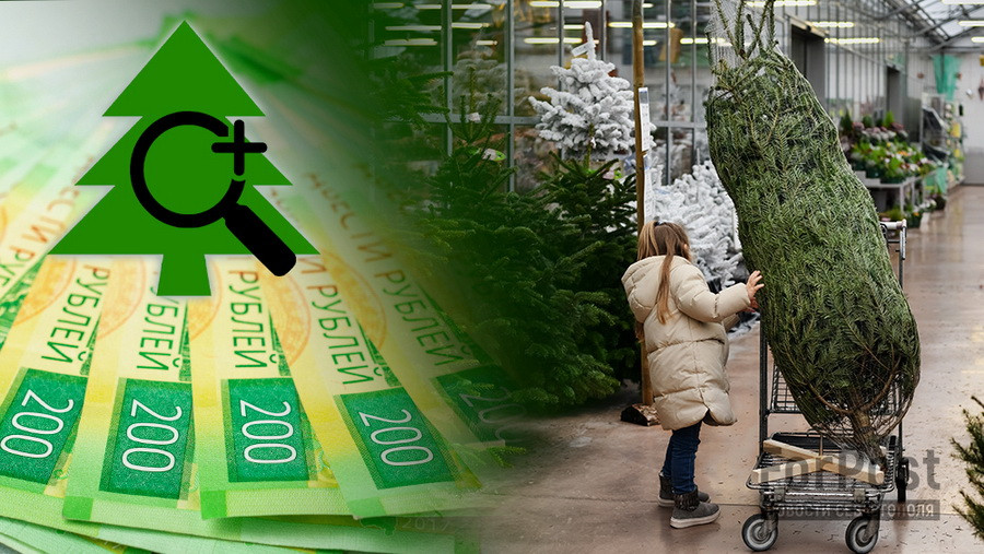 ForPost - Новости : Что с ценами на ёлки к Новому году и какую лучше взять