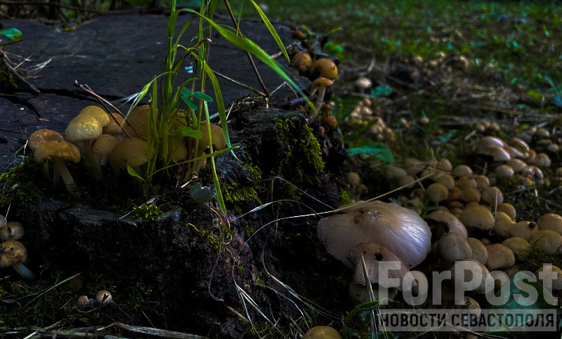 ForPost - Новости : Заплутавших грибников вывели из леса на юге и востоке Крыма