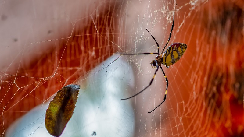 ForPost - Новости : Гигантские китайские пауки готовятся атаковать Нью-Йорк