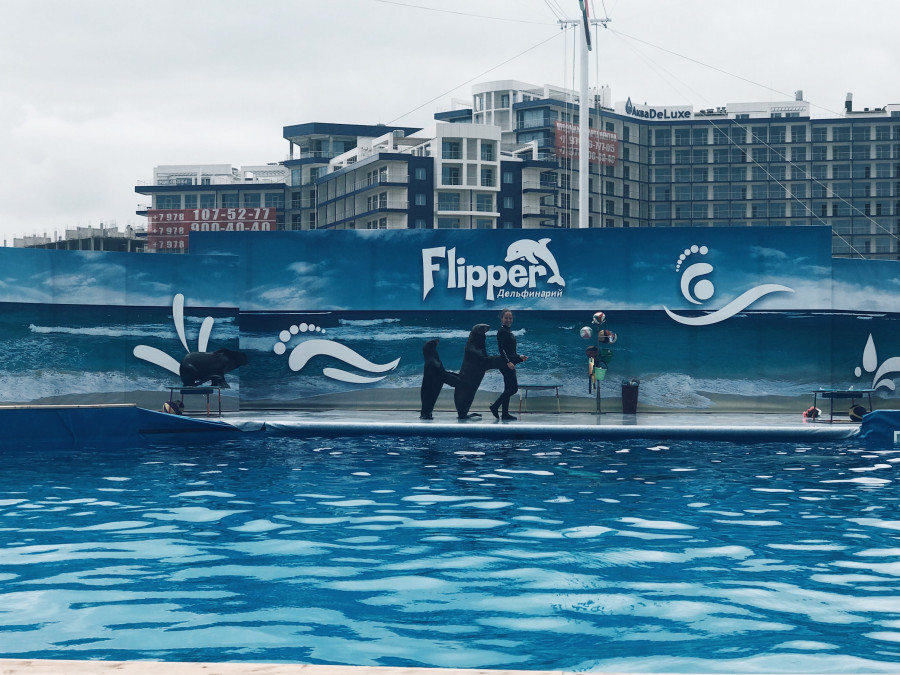 ForPost - Новости: Дельфины и морские котики переехали из Артбухты в новое место