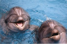 ForPost - Новости : В Севастополе создают центр для спасения больных дельфинов