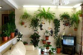 комнатные растения в интерьере размещают