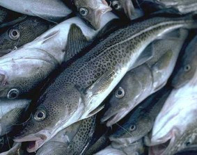 ForPost - Новости : В Севастополе таможенники выявили более 53 т незадекларированной свежемороженой рыбы на сумму свыше 350 тыс. грн