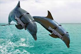 ForPost - Новости : Украина требует от России вернуть боевых дельфинов...как военное оборудование