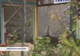 ForPost - Новости : Павлины нарушают тишину