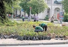 ForPost - Новости : Поросли травой. Как убить зеленое хозяйство Севастополя