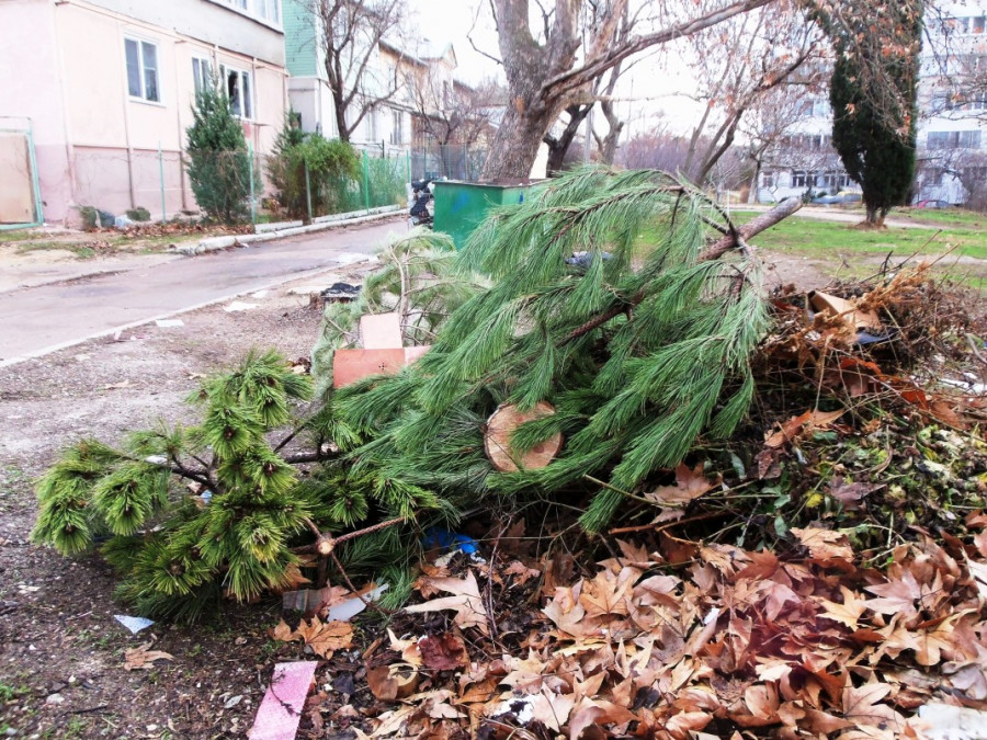 ForPost - Новости: За ёлку на помойке – положен штраф. Куда деть отслужившую новогоднюю красавицу?