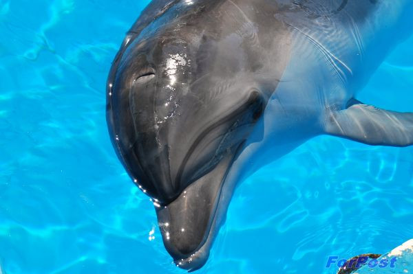 Дельфин я говорю тебе про любовь. Говорят дельфины. Говорящий Дельфин. Видео про дельфинов. Как говорят дельфины.
