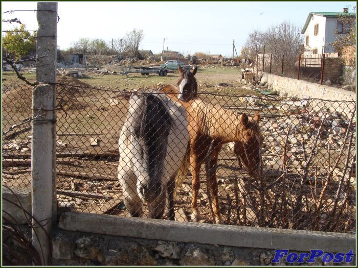 ForPost - Новости: Брошенные голодные лошади бродят по Севастополю