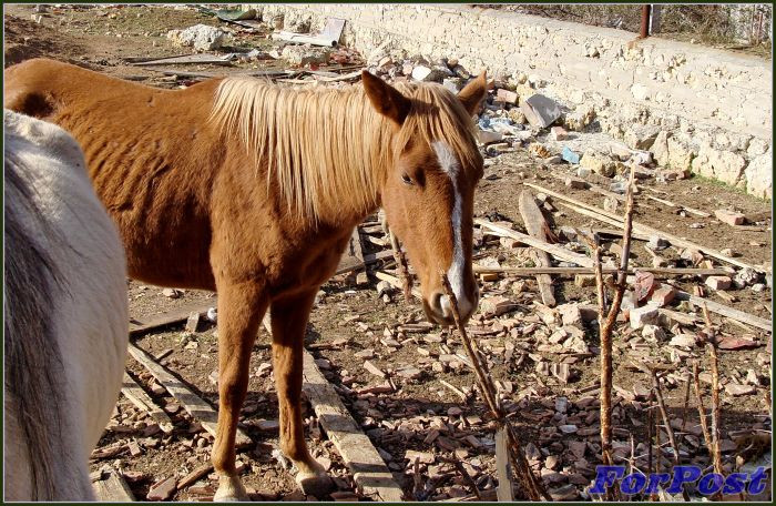 ForPost - Новости: Брошенные голодные лошади бродят по Севастополю