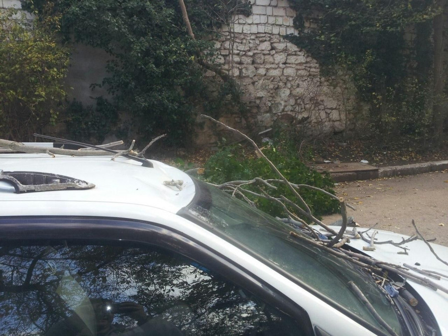 ForPost - Новости: Упавшее дерево в Севастополе повредило автомобиль