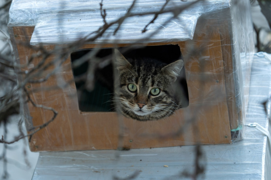 ForPost - Новости: Севастопольский фотограф стал жертвой кошачьего гипноза 
