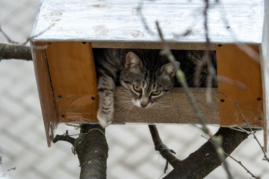 ForPost - Новости: Севастопольский фотограф стал жертвой кошачьего гипноза 