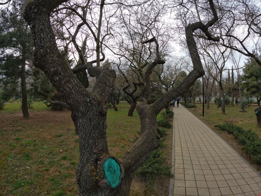 ForPost - Новости: Почему танцуют деревья в севастопольском сквере 60-летия СССР 