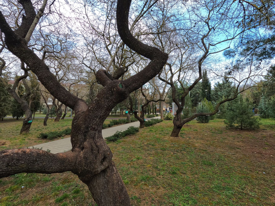 ForPost - Новости: Почему танцуют деревья в севастопольском сквере 60-летия СССР 
