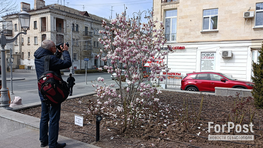 ForPost - Новости: Севастопольцы вытаптывают магнолию ради красивых фото 