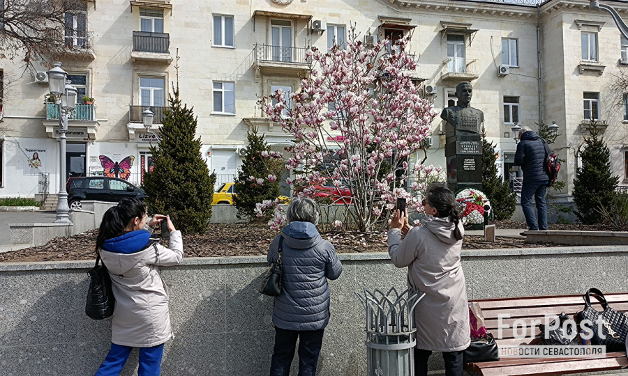ForPost - Новости: Севастопольцы вытаптывают магнолию ради красивых фото 