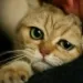 Profile picture for user Katty007