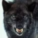 Profile picture for user seawind