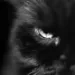 Profile picture for user CoalCat