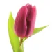 Profile picture for user Tulip Magenta