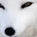 Profile picture for user polar_fox