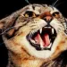 Profile picture for user BECNEN