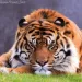 Profile picture for user Joni234