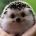 Profile picture for user Adam Jark