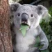Profile picture for user Funny_koala