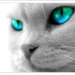 Profile picture for user sev.cat