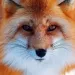 Profile picture for user Helga Duane