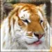 Profile picture for user Адидида