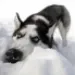 Profile picture for user ceruy_1990