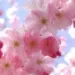 Profile picture for user 999oksana