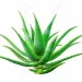 Profile picture for user Aloe vera