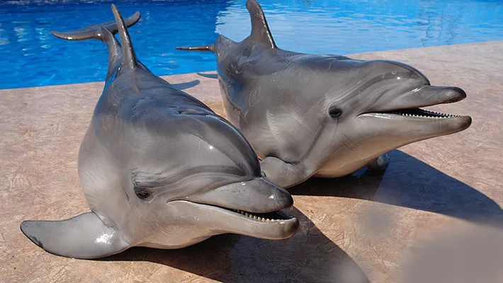 На Керченской переправе изъявили двух животных из дельфинария в Саках