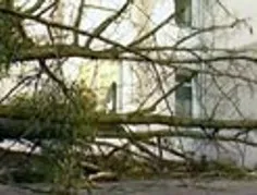 Житель Севастополя погиб от удара дерева, поваленного ураганом