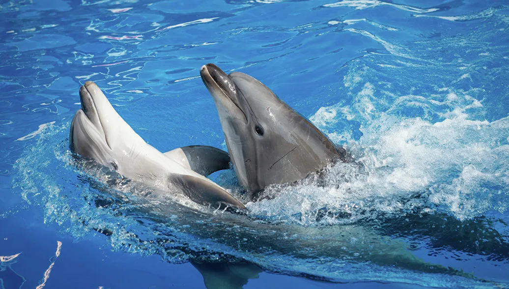 В Ялте оштрафовали владельца незаконного дельфинария