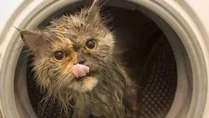 В Норвегии кот выжил после стирки в стиральной машине