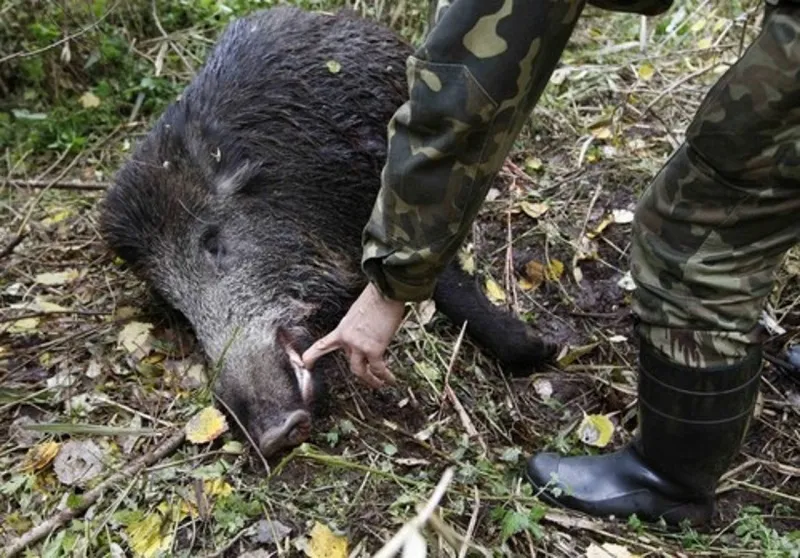Вспышка африканской чумы свиней зафиксирована в Крыму