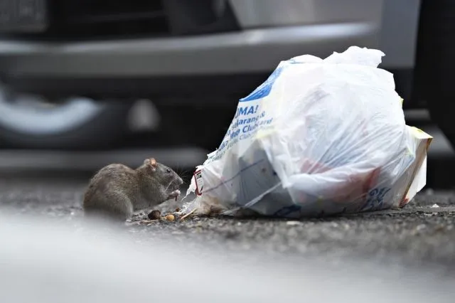 «Потравите крыс! Уберите мусор!» – о чём кричат в Севастополе