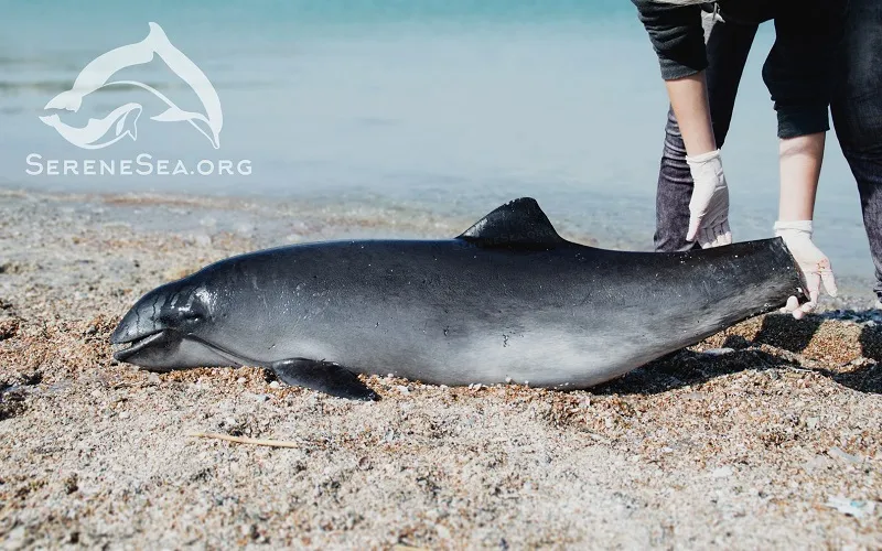 Браконьеры массово убивают дельфинов в Чёрном море