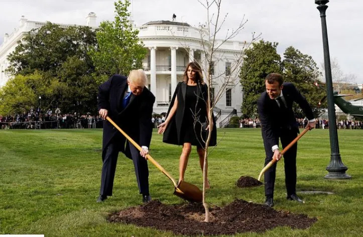С лужайки Белого дома пропал посаженный Трампом и Макроном дуб
