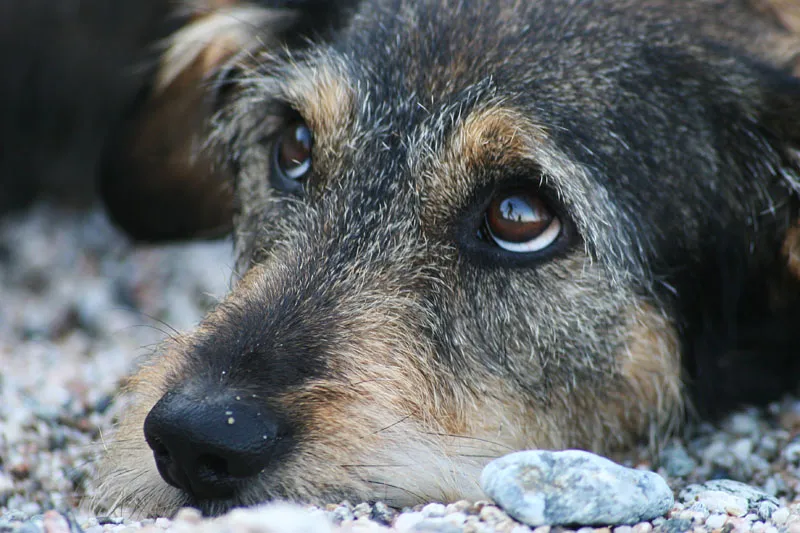 Житель Севастополя заплатит за убийство собаки