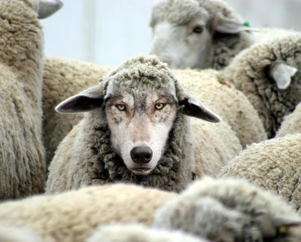 Рантье в овечьей шкуре против безалаберных квартирантов