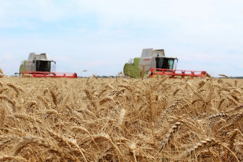 С крымских полей убрали 80% ранних зерновых