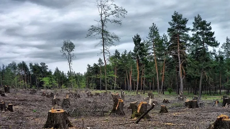 Украина является крупнейшим поставщиком контрабандной древесины в ЕС - экологи